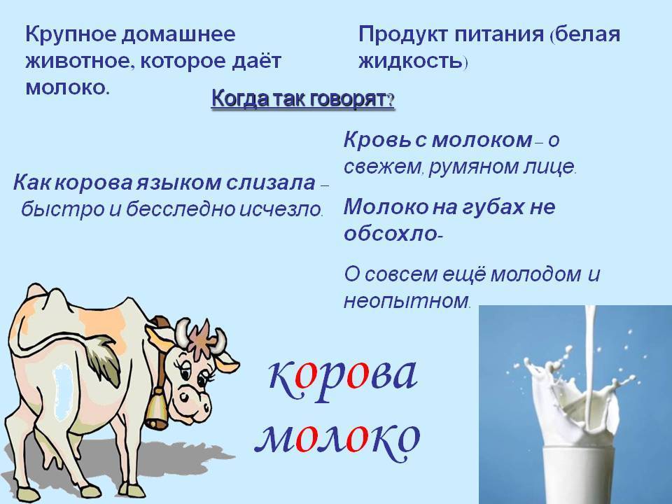 Почему герою рассказа необходимо пить молоко. Корова молоко. Информация о молоке. Интересные факты о молоке. Корова дает молоко.
