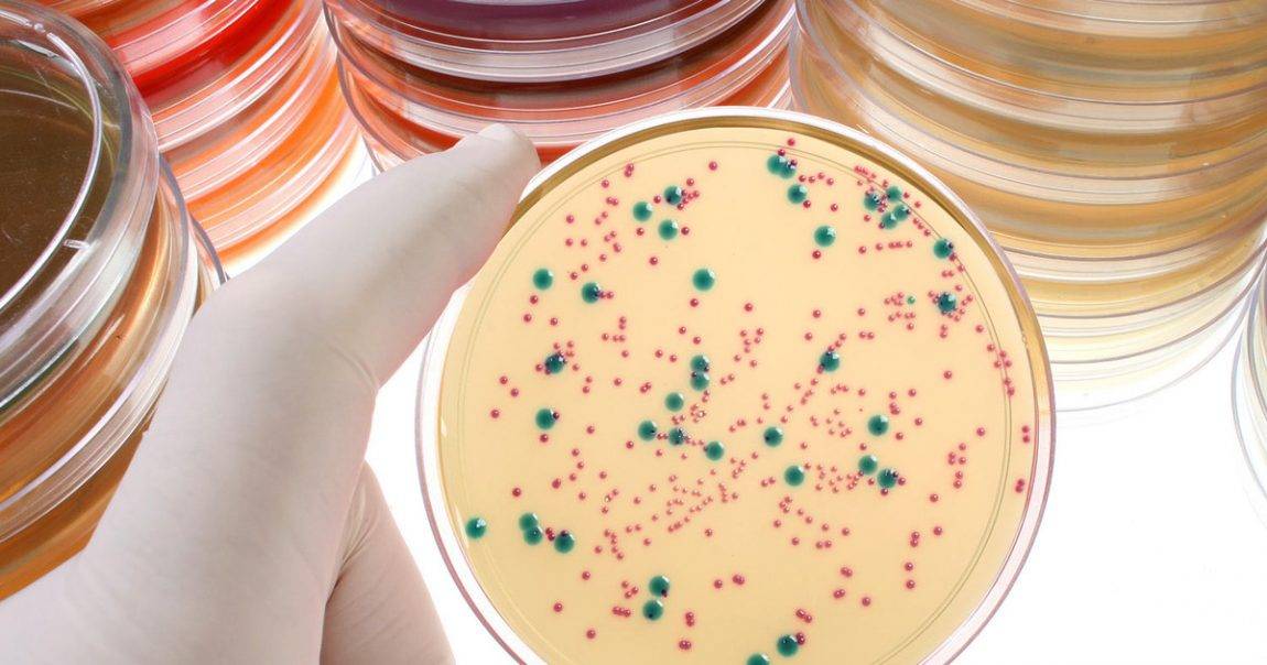 Избыточный бактериальный рост в тонкой кишке – синдром излишнего бактериального роста (сибр, sibo)