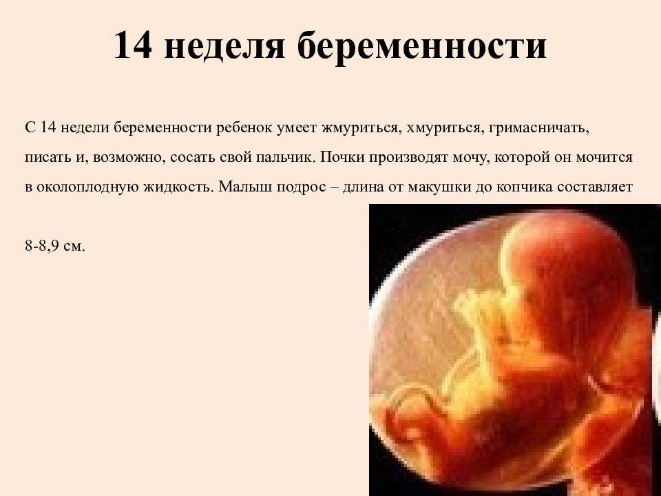13 акушерская неделя. 14 Недель размер ребенка. Плод на 14 неделе беременности. Эмбрион на 14 неделе беременности. Размер эмбриона 13 недель.
