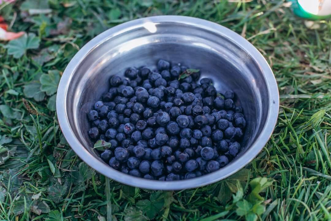 С какого возраста можно чернику ребенку | уроки для мам