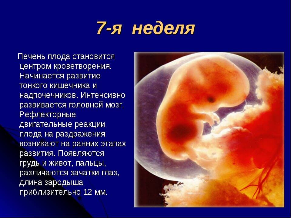 Размер плода акушерских недель. Эмбрион на 7 акушерской неделе. Эмбрион в 6-7 акушерских недель. Эмбрион 5 недель размер плода.