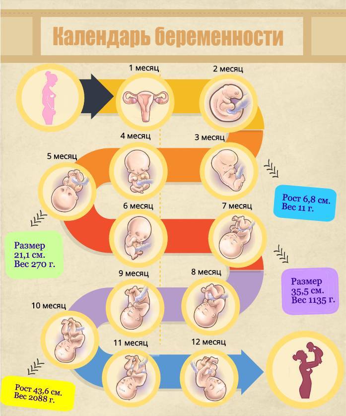 Первый месяц беременности: живот, симптомы, как развивается плод - agulife.ru