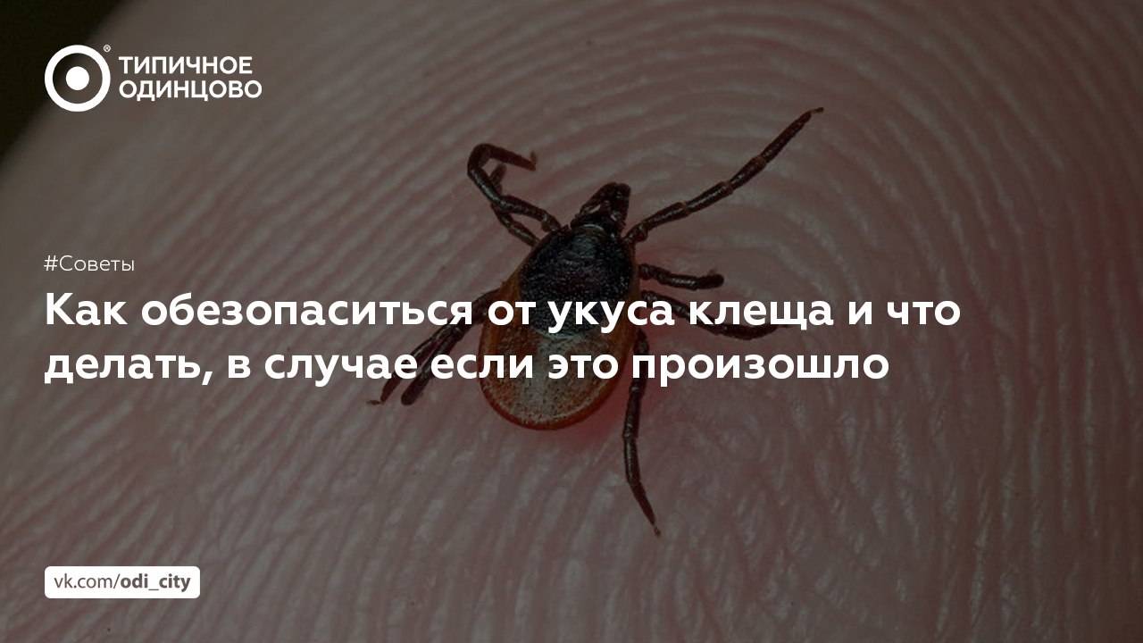 Сезон клещей: как защититься, на что обращать внимание, а также мифы и правда о кровососущих :: инфониак