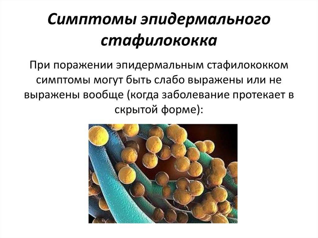 Стафилококк - частая больничная инфекция