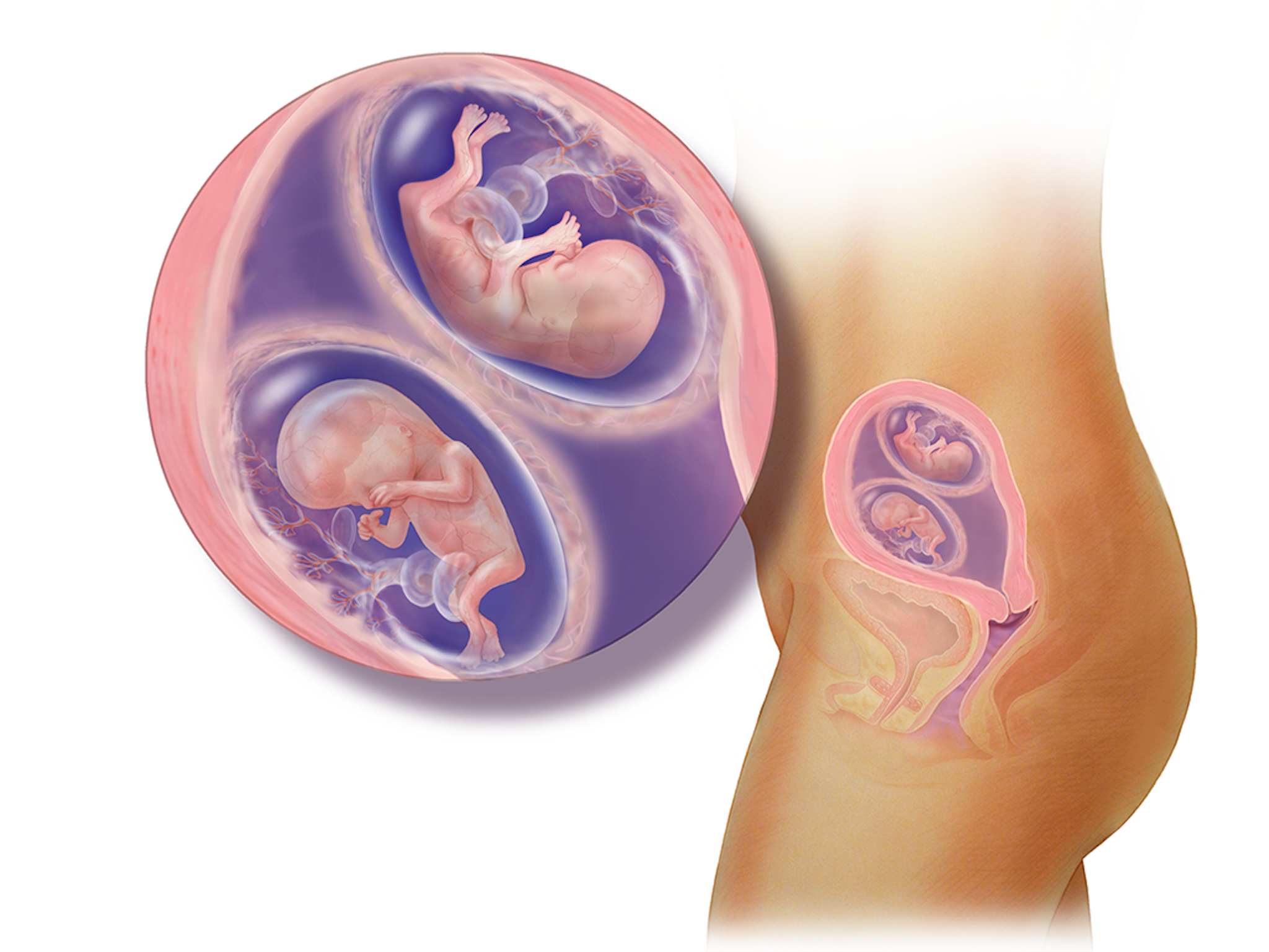 12 недель беременности: что происходит с малышом и мамой, ощущения в животе, размер и развитие плода