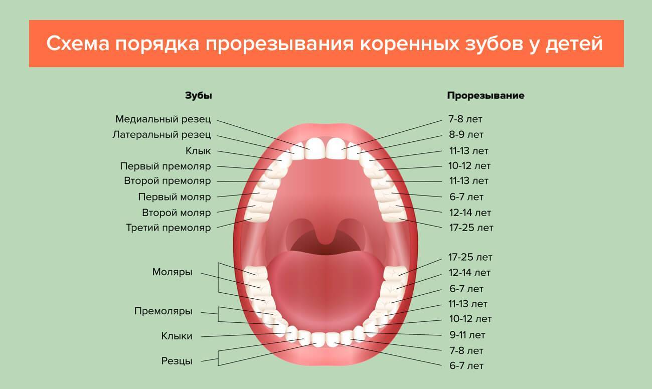 Коренные (постоянные) зубы у детей