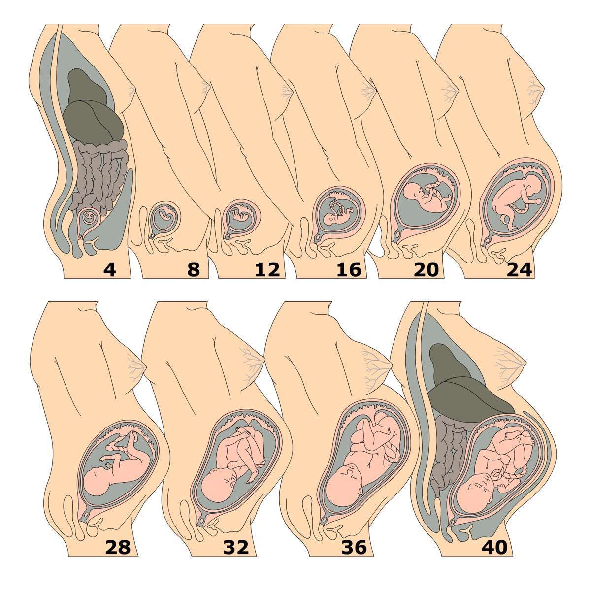 Расположение матки на 12 неделе беременности. Расположение плода в матке на 20 неделе беременности. 18 Недель расположение плода в животе. Расположение ребенка на 12 неделе беременности.
