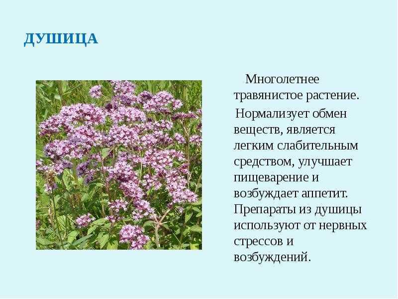 Можно ли пить душицу при грудном вскармливании? два проверенных рецепта чая для лактации