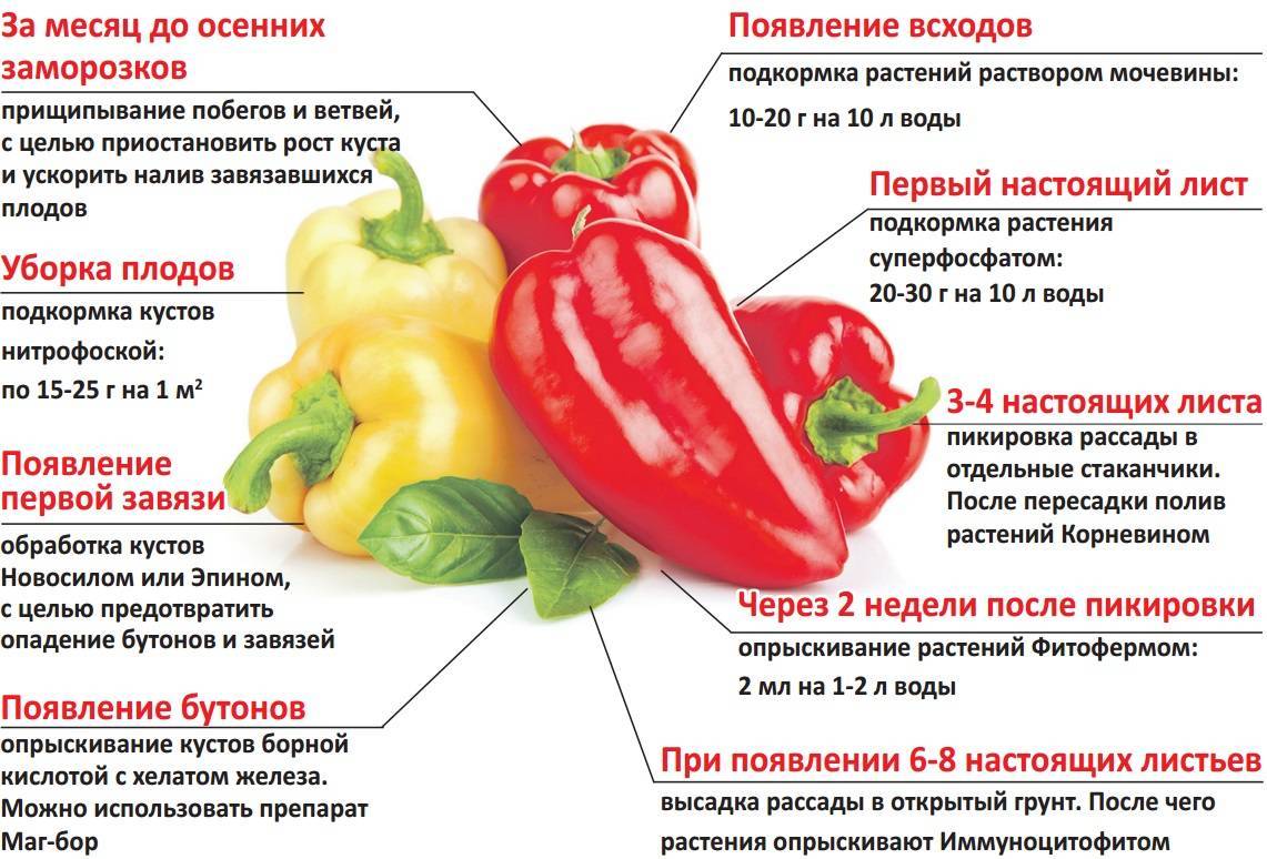 Болгарский перец при грудном вскармливании: его польза и вред