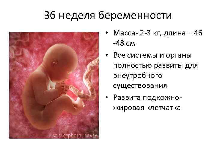 36 неделя беременности / календарь беременности