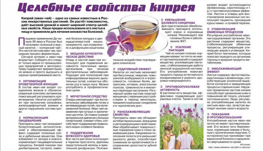 Иван-чай при грудном вскармливании: можно ли пить кормящей маме, улучшает ли лактацию