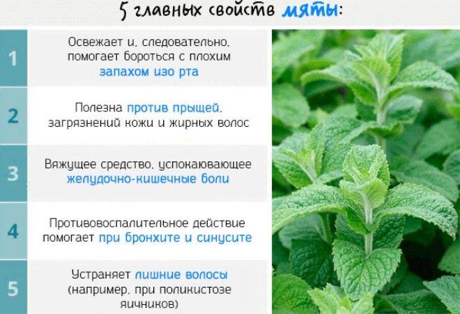 Мята при беременности: можно ли пить чай на ранних сроках, противопоказания