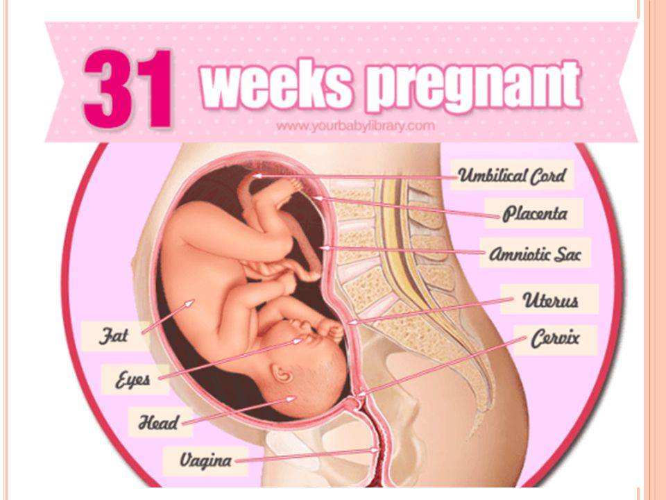 29 неделя беременности