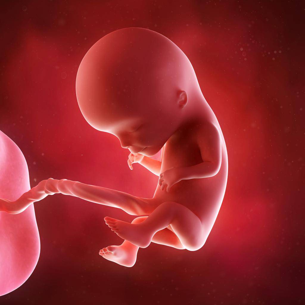 12 недель беременности: что происходит с малышом и мамой, ощущения в животе, размер и развитие плода :: syl.ru