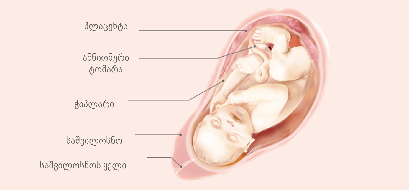Беременность: от 13 до 40 недель | аборт в спб