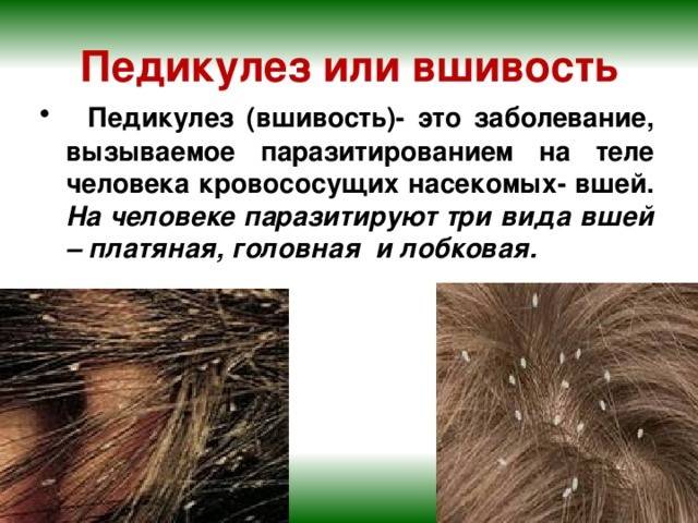 Вши у ребенка на голове: откуда берутся и что делать, чтобы вылечить педикулез / mama66.ru