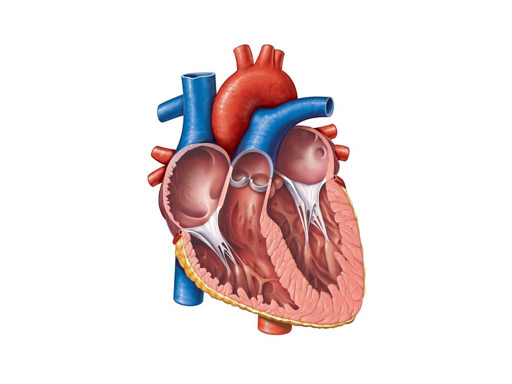 Малые аномалии развития сердца (марс): что это, формы и последствия, лечение
