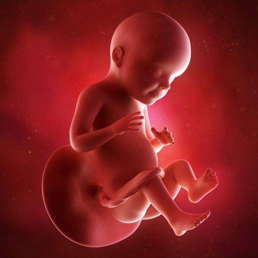 28 неделя беременности фото и развитие малыша — евромедклиник 24