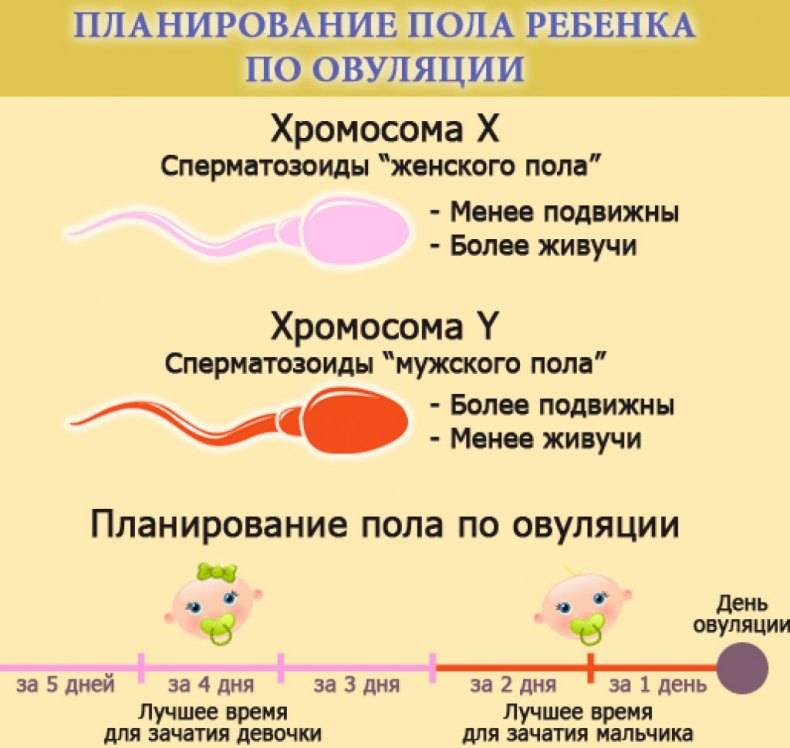 Можно ли забеременеть не в дни овуляции: зачатие при незащищенном половом акте | merilin-clinic.ru