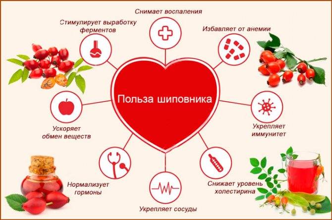 Компот из шиповника при грудном вскармливании - мамины новости